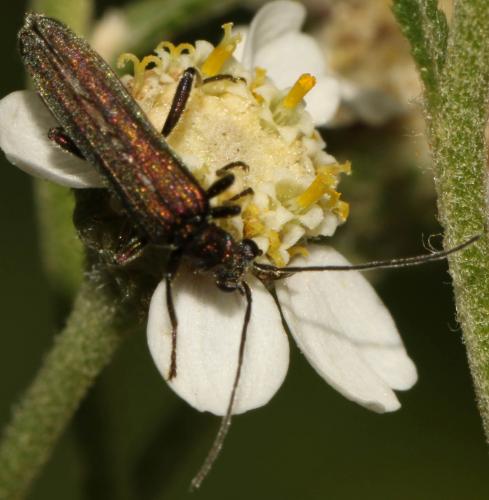 Oedemera sp.